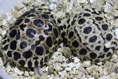 Radiated tortoises at Soda's Tortoise Garden Philippines